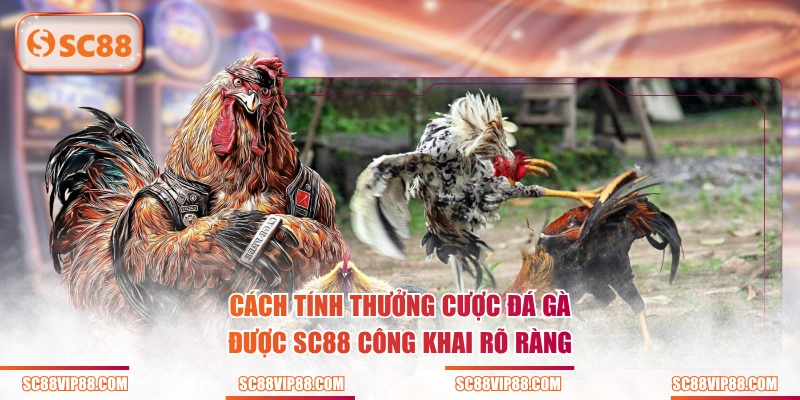 Cách tính thưởng cược đá gà được SC88 công khai rõ ràng